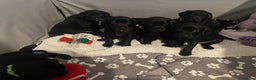 Mixed Breed dogs for sale: Chunky staff x lab pups 3 left - Advert 17