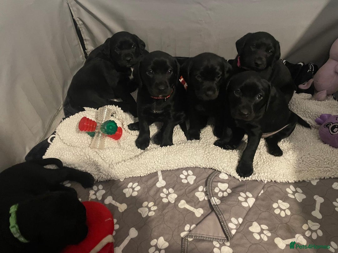 Mixed Breed dogs for sale: Chunky staff x lab pups 3 left - Advert 17