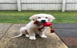 Golden Retriever dogs for stud: CHAMPION SIRED DOG AT STUD - Image 4