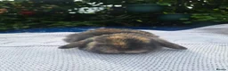 Mini Lop rabbits for sale: Adorable pure bred mini lops  - Advert 1