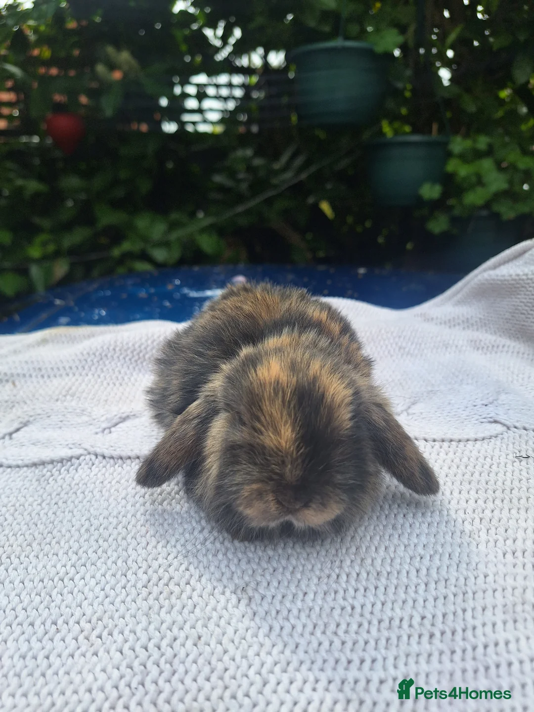 Mini Lop rabbits for sale: Adorable pure bred mini lops  - Advert 1