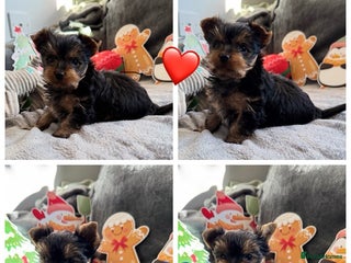 Yorkshire Terrier dogs 💙Boy and ❤️girl -mini Yorkshire terrier - Advert 14