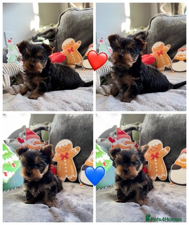 Yorkshire Terrier dogs 💙Boy and ❤️girl -mini Yorkshire terrier - Advert 14