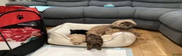 Mixed Breed dogs for sale: Shihpoo x Cockapoo little girl looking for 🏡 in Prenton - Advert 12