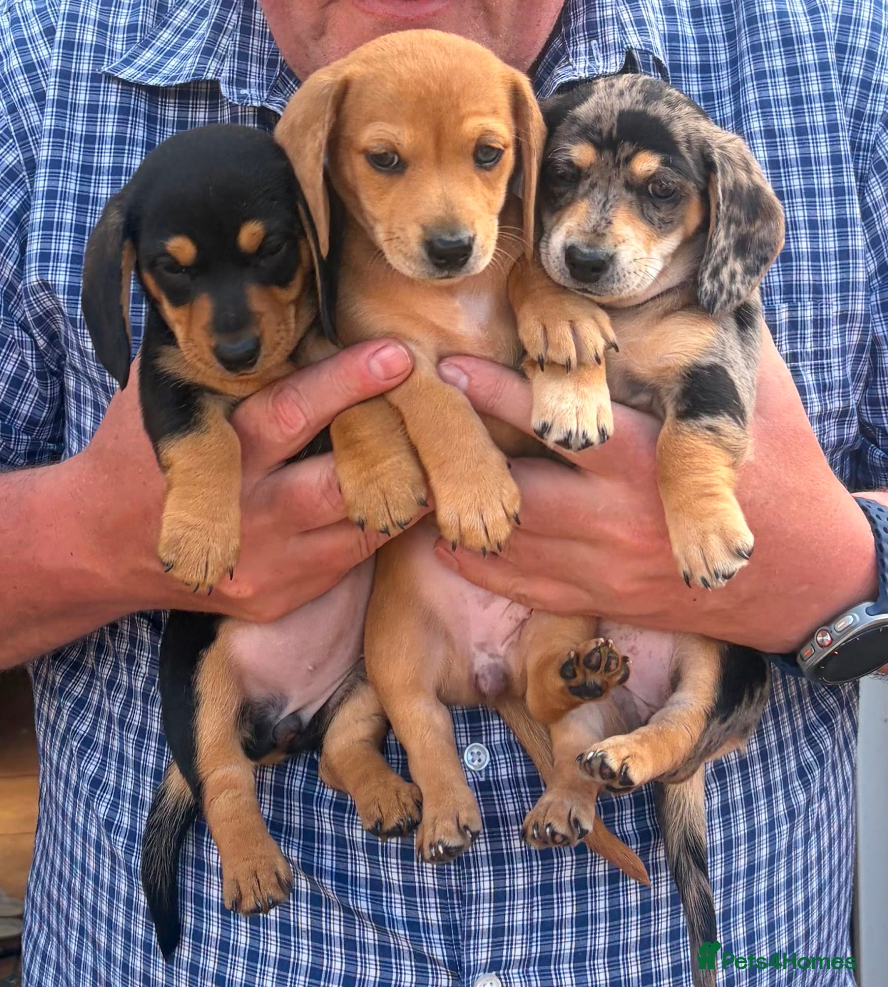 Miniature Dachshund dogs Miniature Dachshund Puppies  - Advert 2