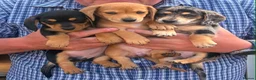 Miniature Dachshund dogs for sale: Miniature Dachshund Puppies  in Carlisle - Advert 1