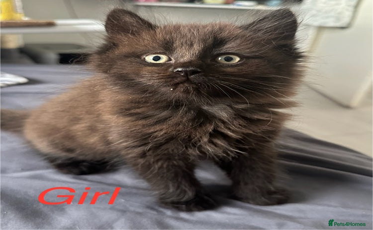 Ragdoll cats - Advert 13
