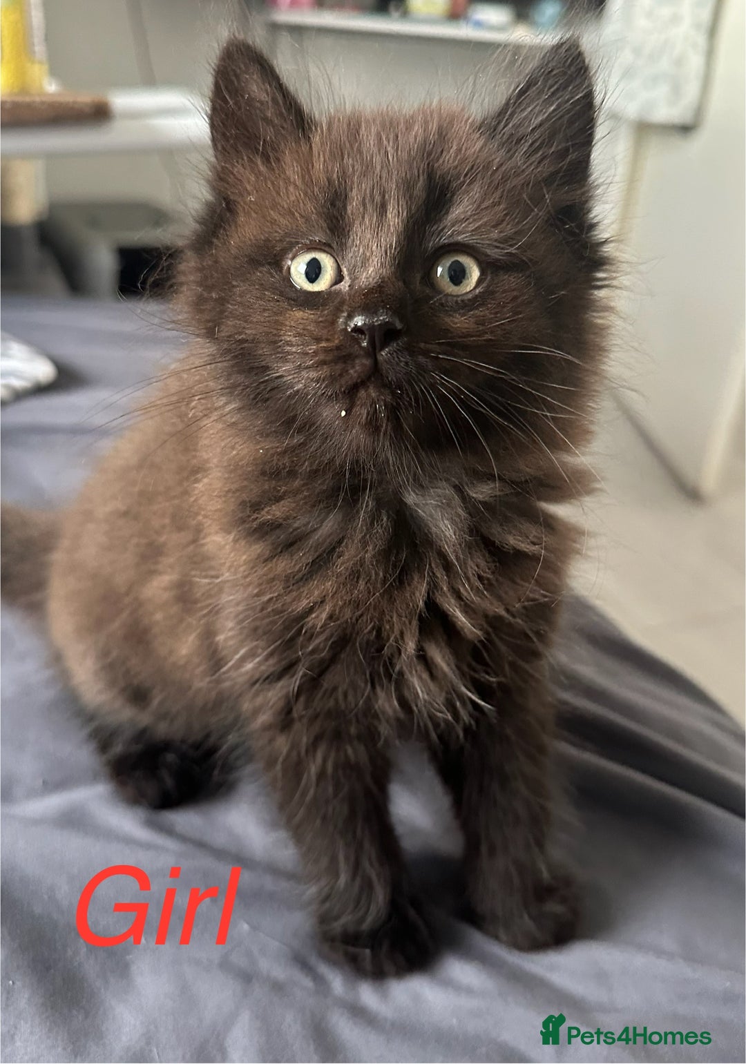 Ragdoll cats for sale: Stunning Ragdoll cross kittens - Image 1