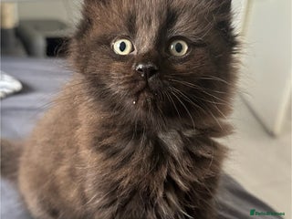 Ragdoll cats - Advert 10