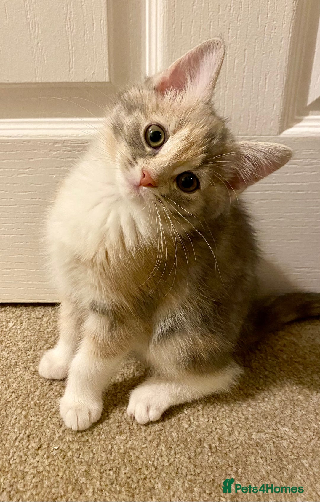 Domestic Shorthair cats for sale: Domestic Shorthair X Ragdoll Cross - Advert 1