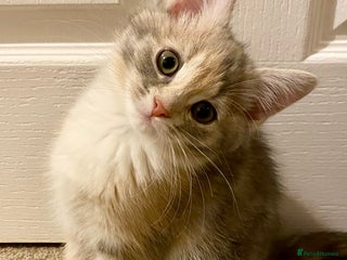 Domestic Shorthair cats Domestic Shorthair X Ragdoll Cross - Advert 1