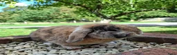 Mini Lop rabbits for sale: Mini lop rabbit - Advert 2
