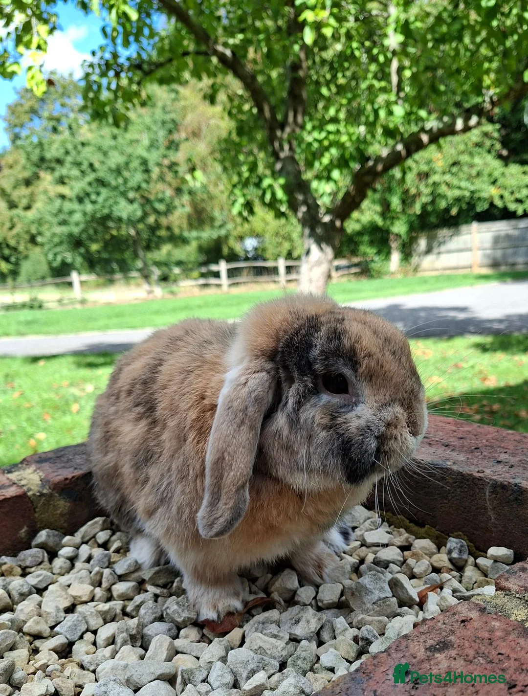 Mini Lop rabbits for sale: Mini lop rabbit - Advert 2
