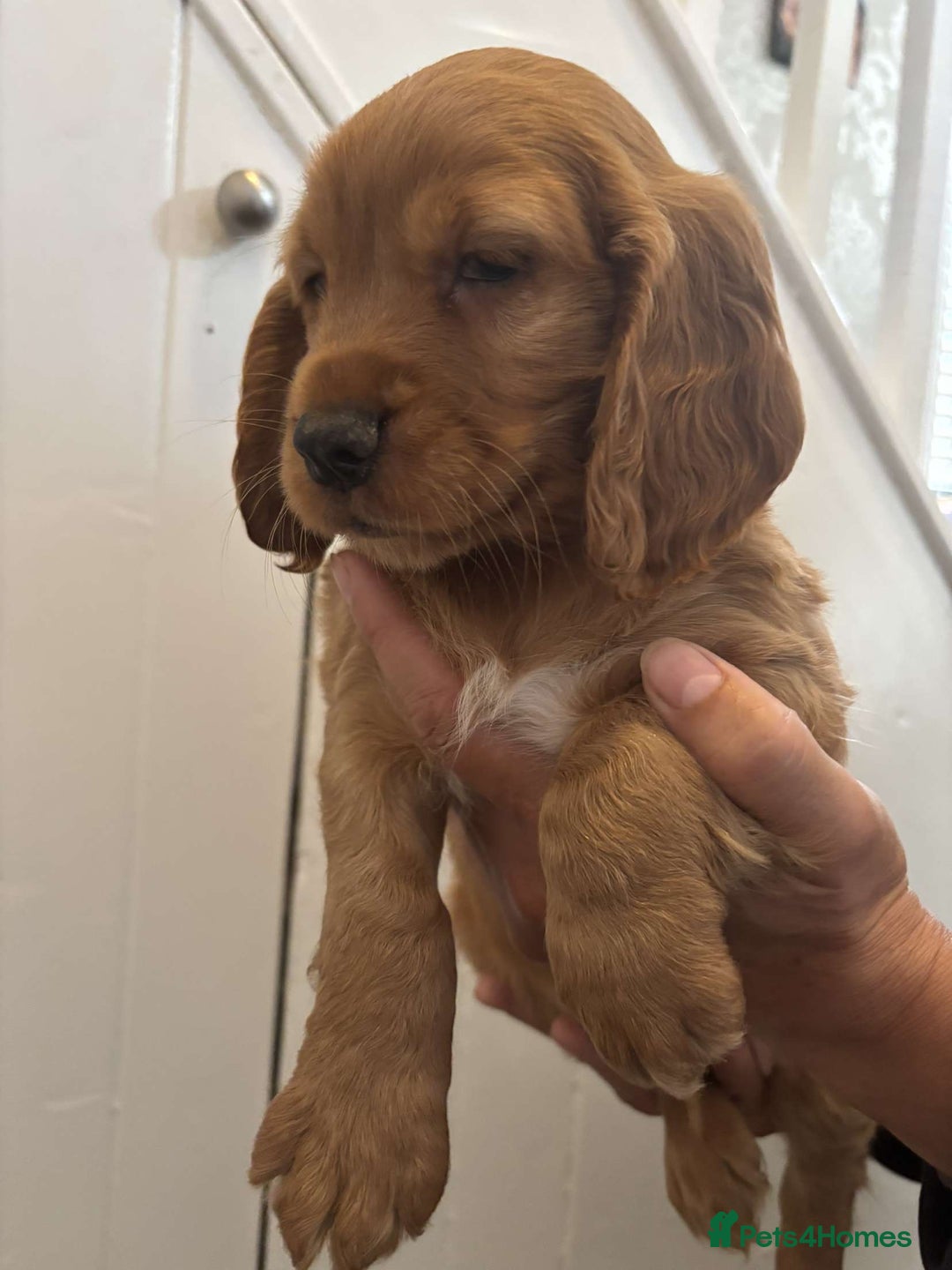 Cocker Spaniel dogs for sale: Fully Show type kc parents DNA tested all clear  - Image 17