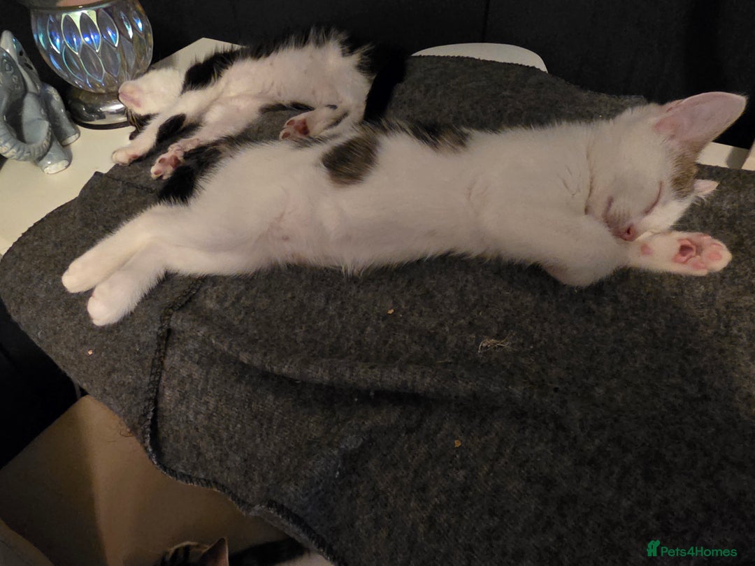 Mixed Breed cats for sale: 3 kittens  - Image 3