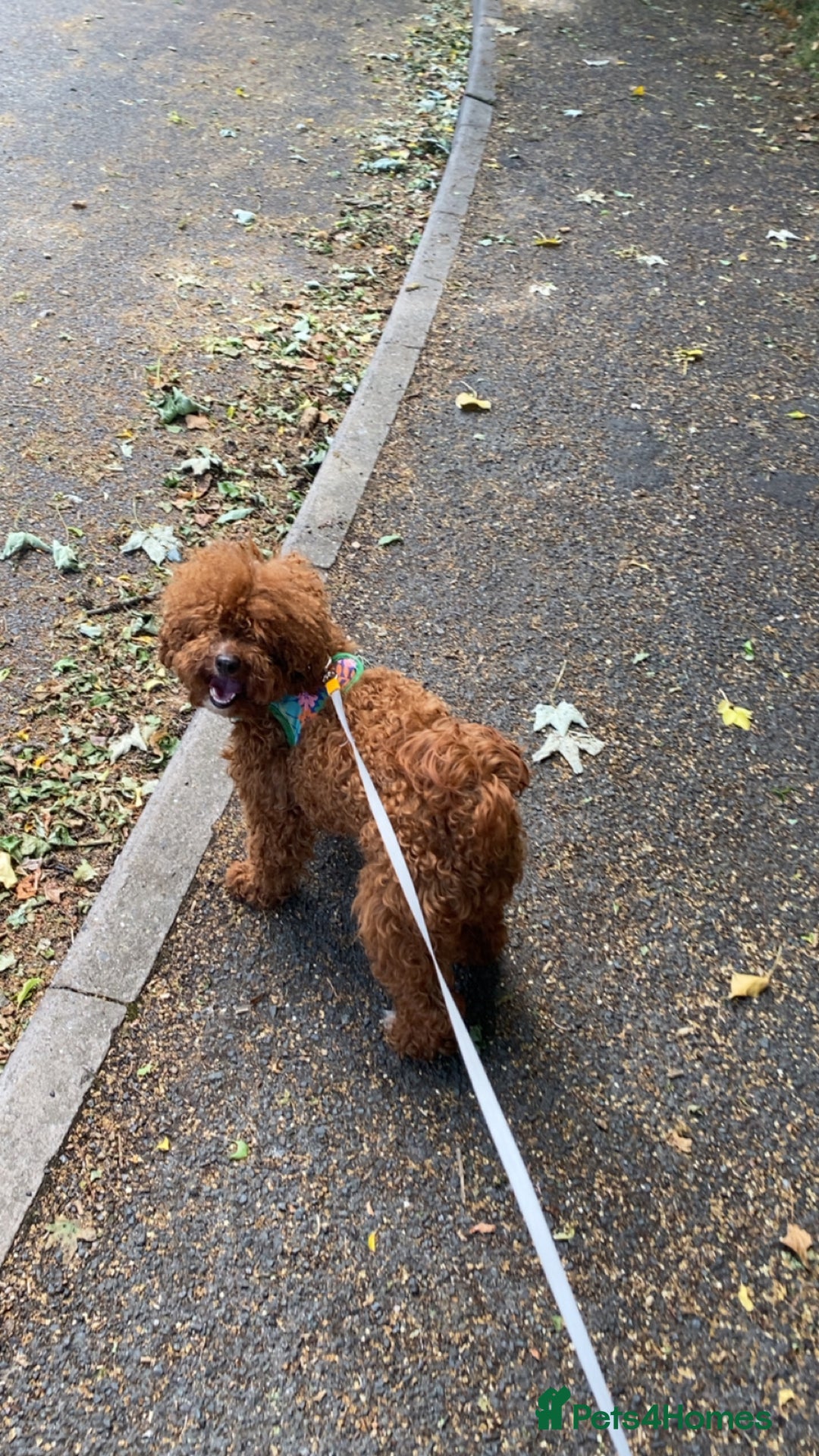 Toy Poodle dogs for sale: Clover. Looking for a loving home  - Advert 4