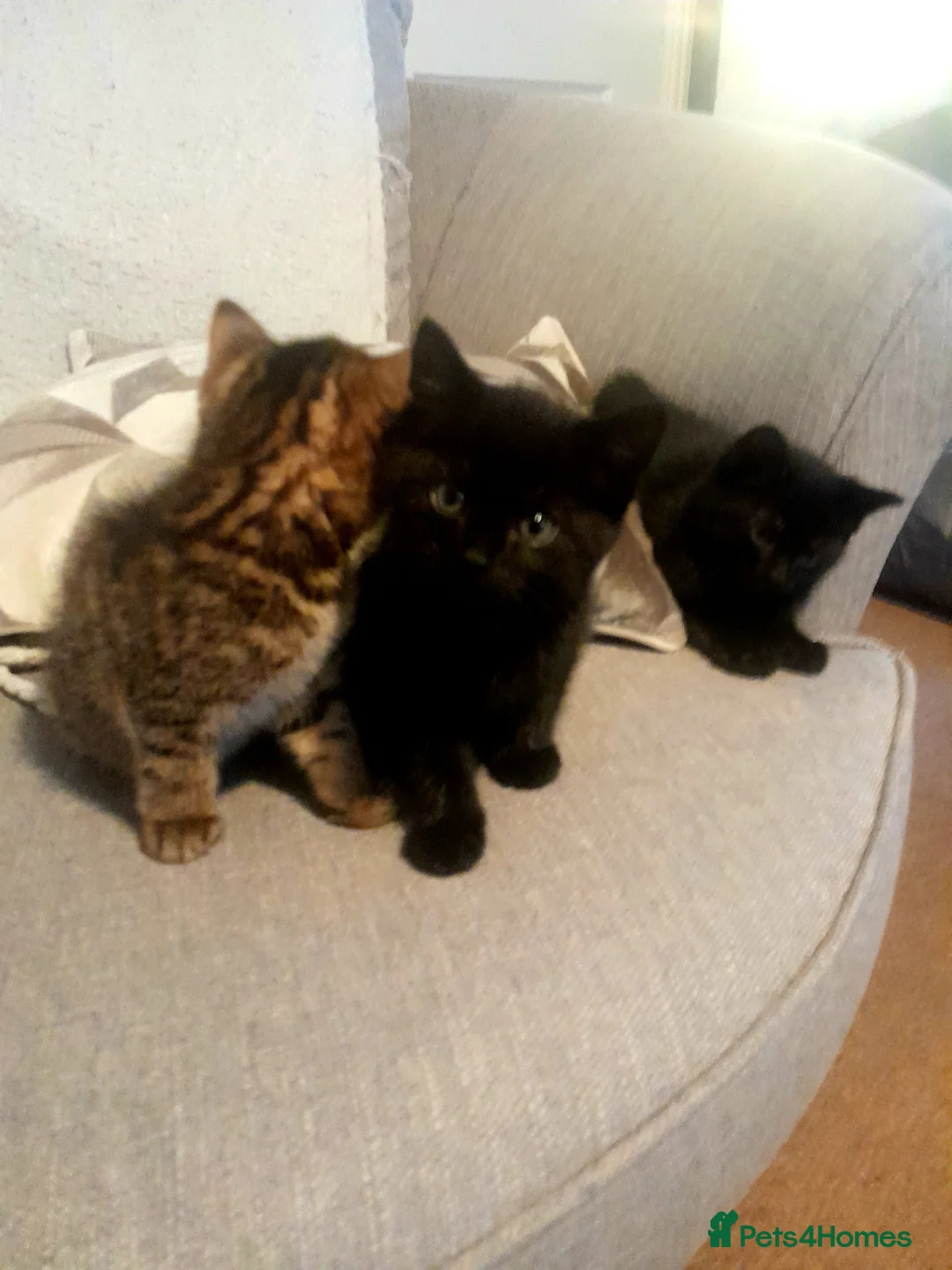 British Shorthair cats for sale: Beautiful kitty's for sale in Swansea - Advert 2