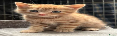 Mixed Breed Kitten 1