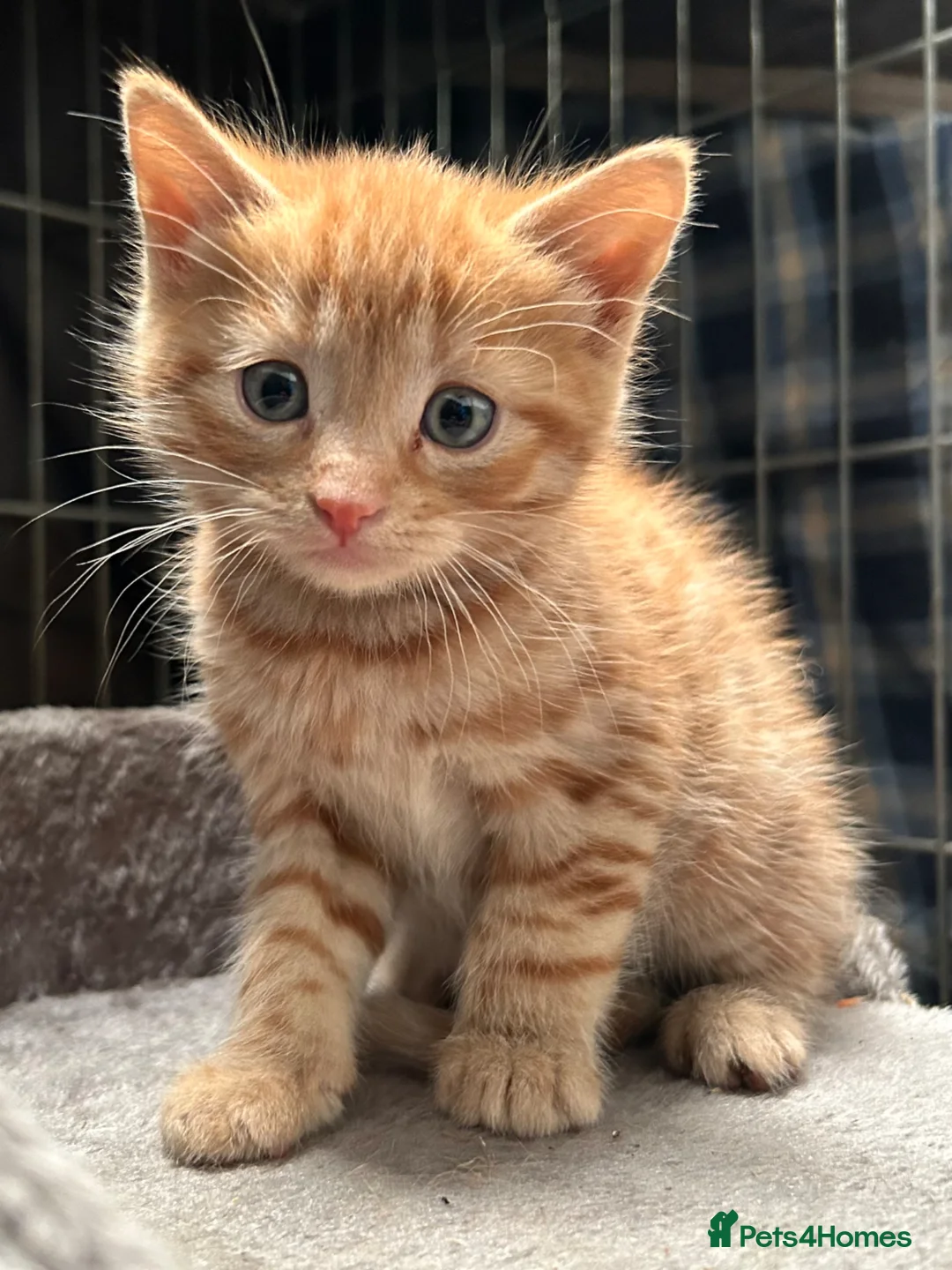 Mixed Breed cats for sale: Beautiful kittens  in Lutterworth - Advert 2