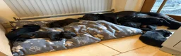 Labrador Retriever dogs for sale: 8 beautiful chunky black KC registered puppies - Advert 11