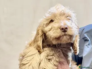 Cockapoo dogs F1 standard Cockapoo’s - Advert 6