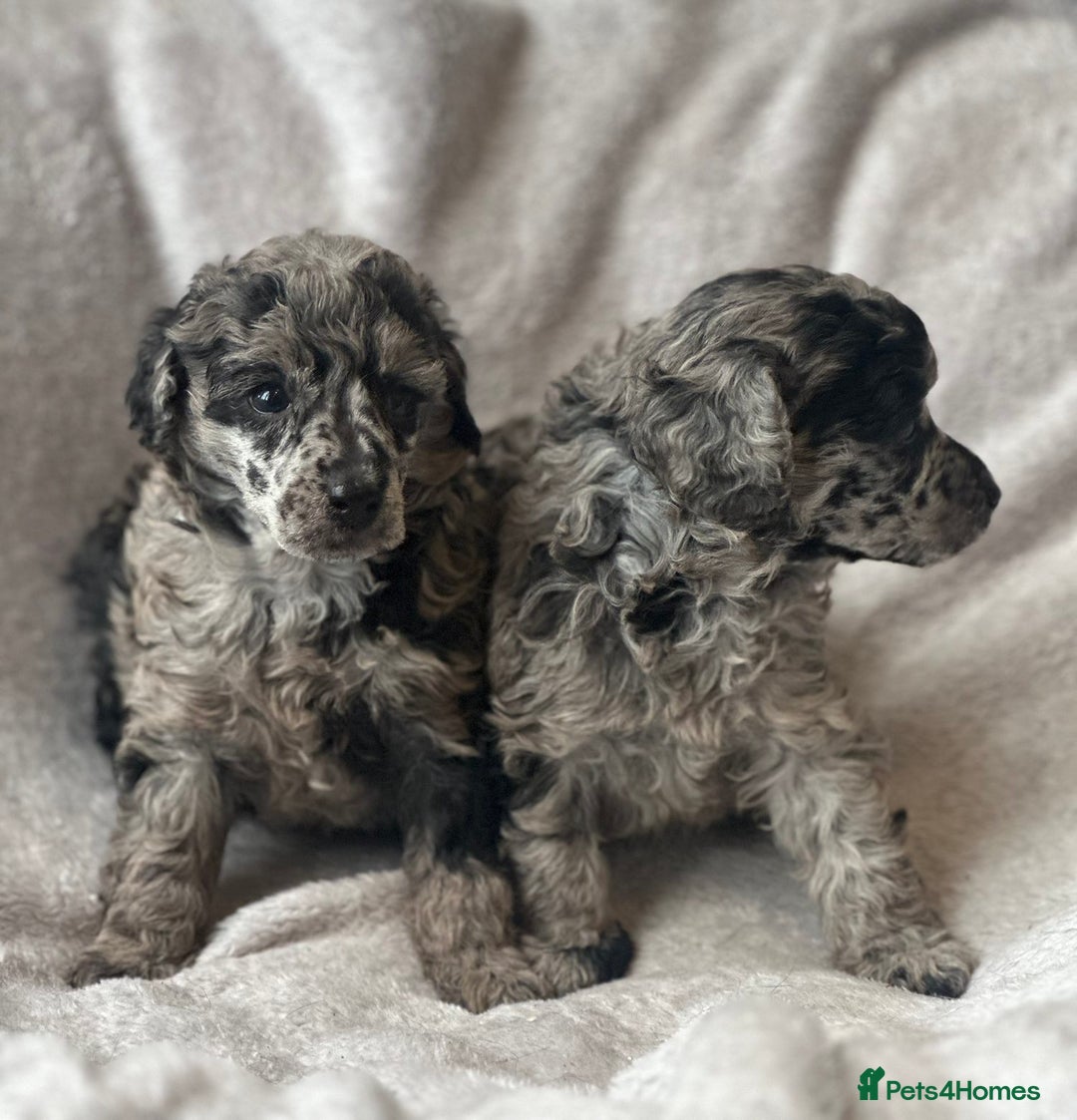 Miniature Poodle dogs for sale: Miniature poodle puppies  - Image 2