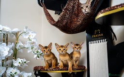 Abyssinian cats for sale: Elegant Abyssinian Kittens Champion Lines 🏆 🥇  - Image 16