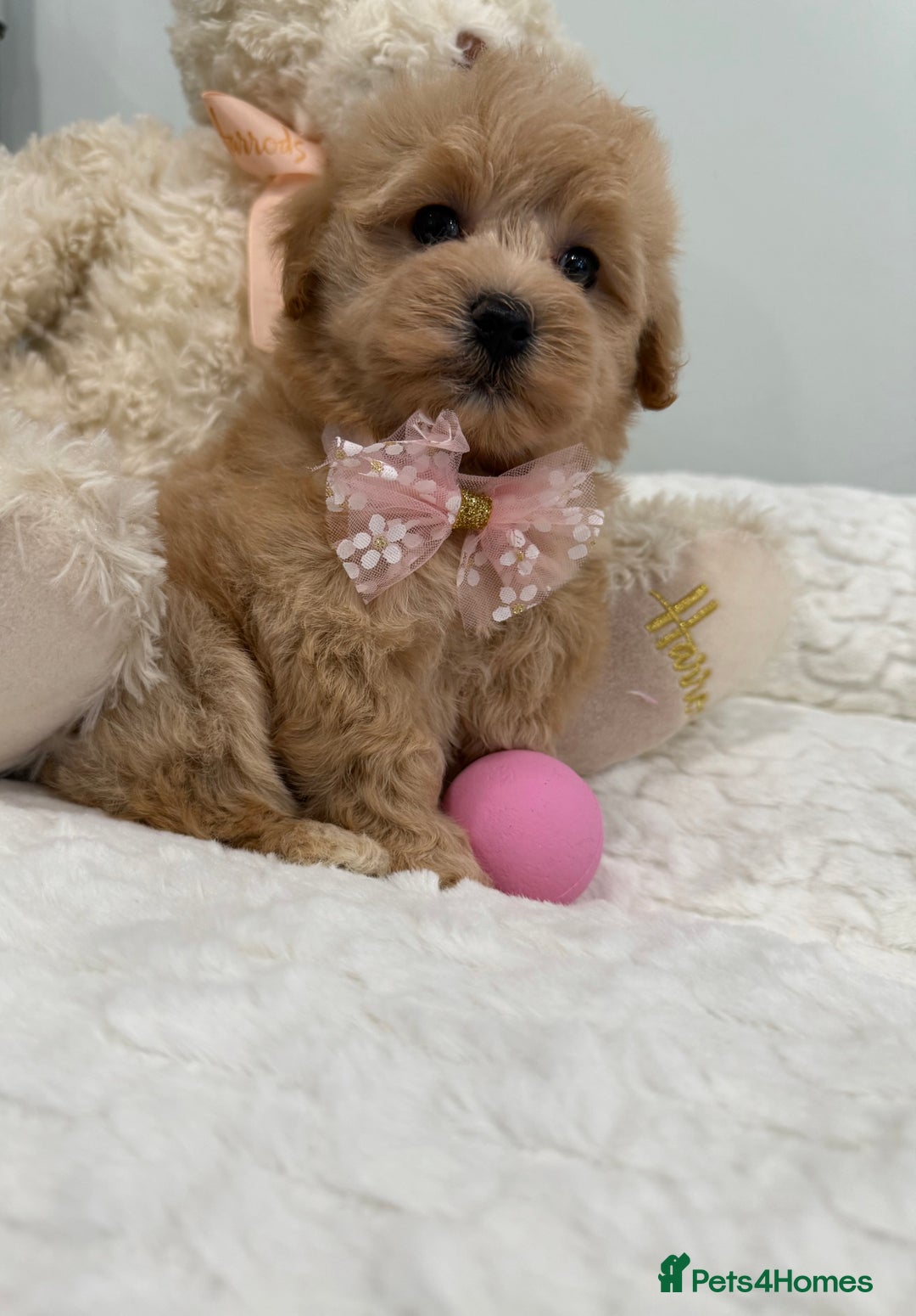 Maltipoo dogs for sale: 7 stunning f1 Maltipoo's. Fully DNA & Heath clear - Image 3