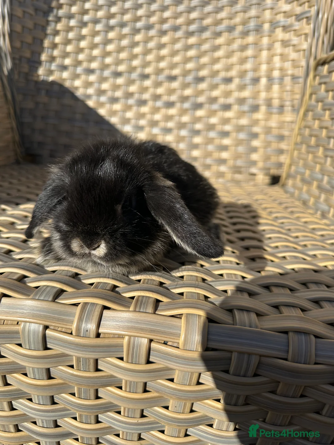 Mini Lop rabbits for sale: 4 handsome male mini lop baby brothers. - Advert 11