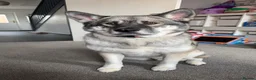 Japanese Akita Inu dogs for sale: Japanese Akita in need of rehoming. - Advert 2