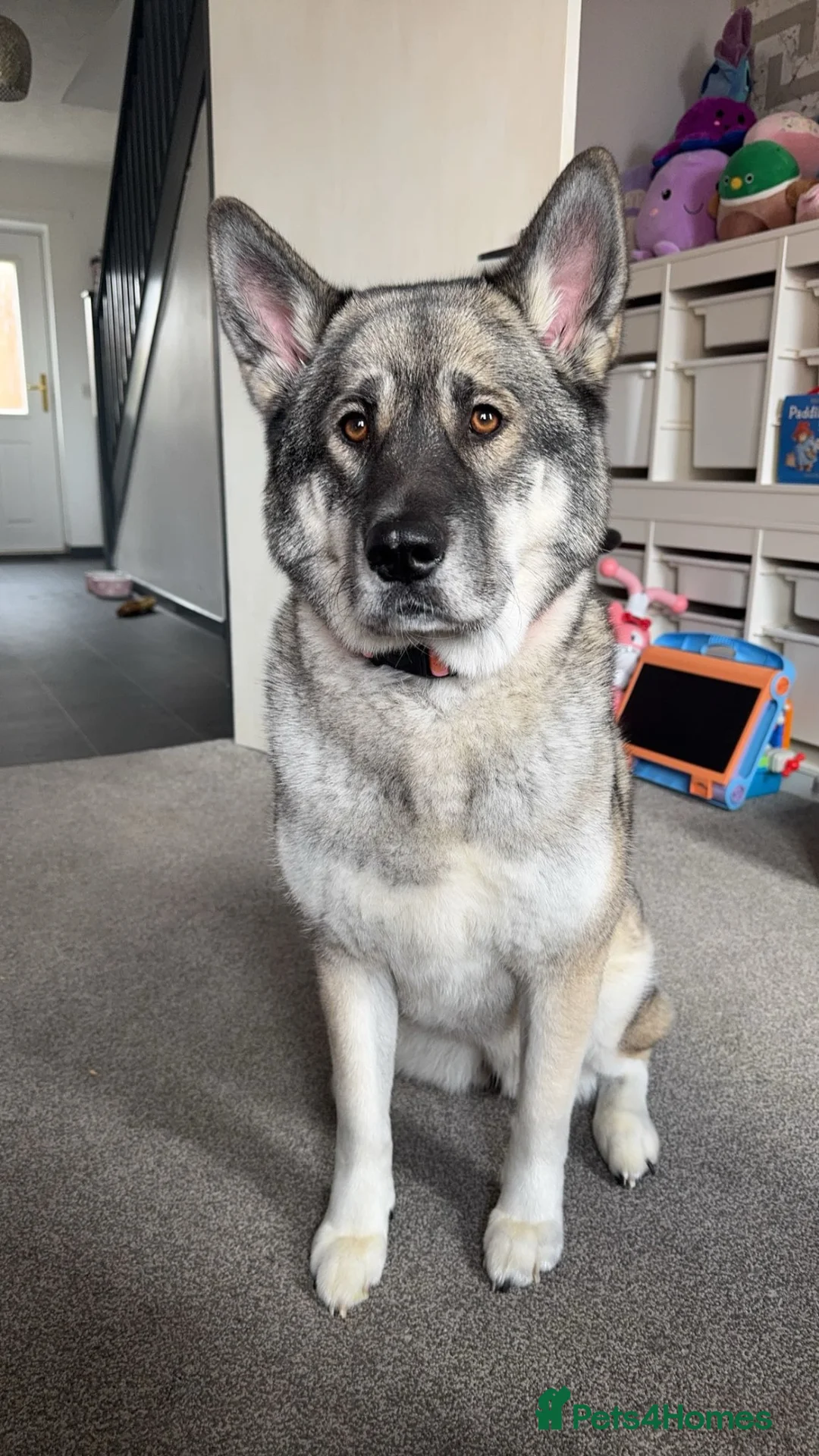 Japanese Akita Inu dogs for sale: Japanese Akita in need of rehoming. - Advert 2