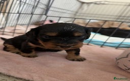 Mixed Breed dogs for sale: chunky litter of French bulldog cross cockapoo - Advert 10