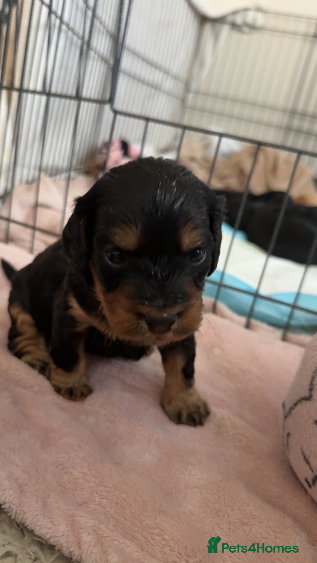 Mixed Breed dogs for sale: chunky litter of French bulldog cross cockapoo - Advert 10