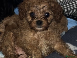 Cavapoo dogs 🌟 Beautiful F1 Cavapoo Girl 🌟 - Advert 2