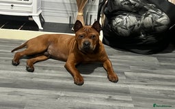 Mastiff dogs for sale: Chongqing  - Image 1