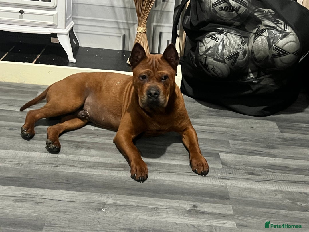 Mastiff dogs for sale: Chongqing  - Image 1
