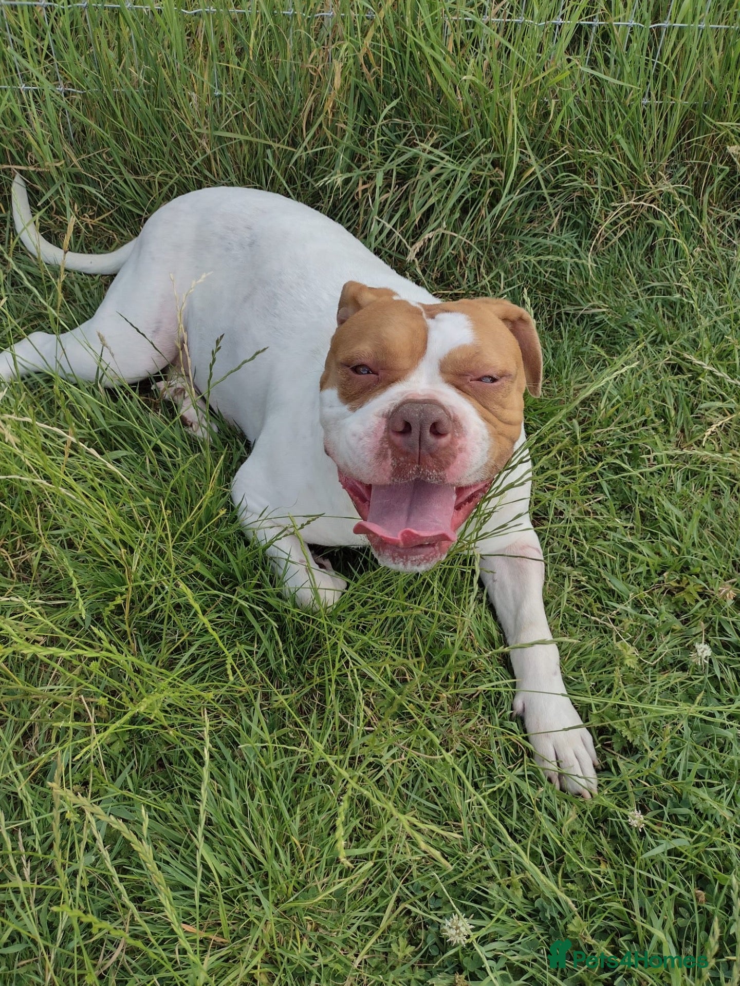 Mixed Breed dogs Nala 2 Years Old Bulldog/Boxer - Advert 1