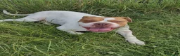 Mixed Breed dogs for sale: Nala 2 Years Old Bulldog/Boxer - Advert 1