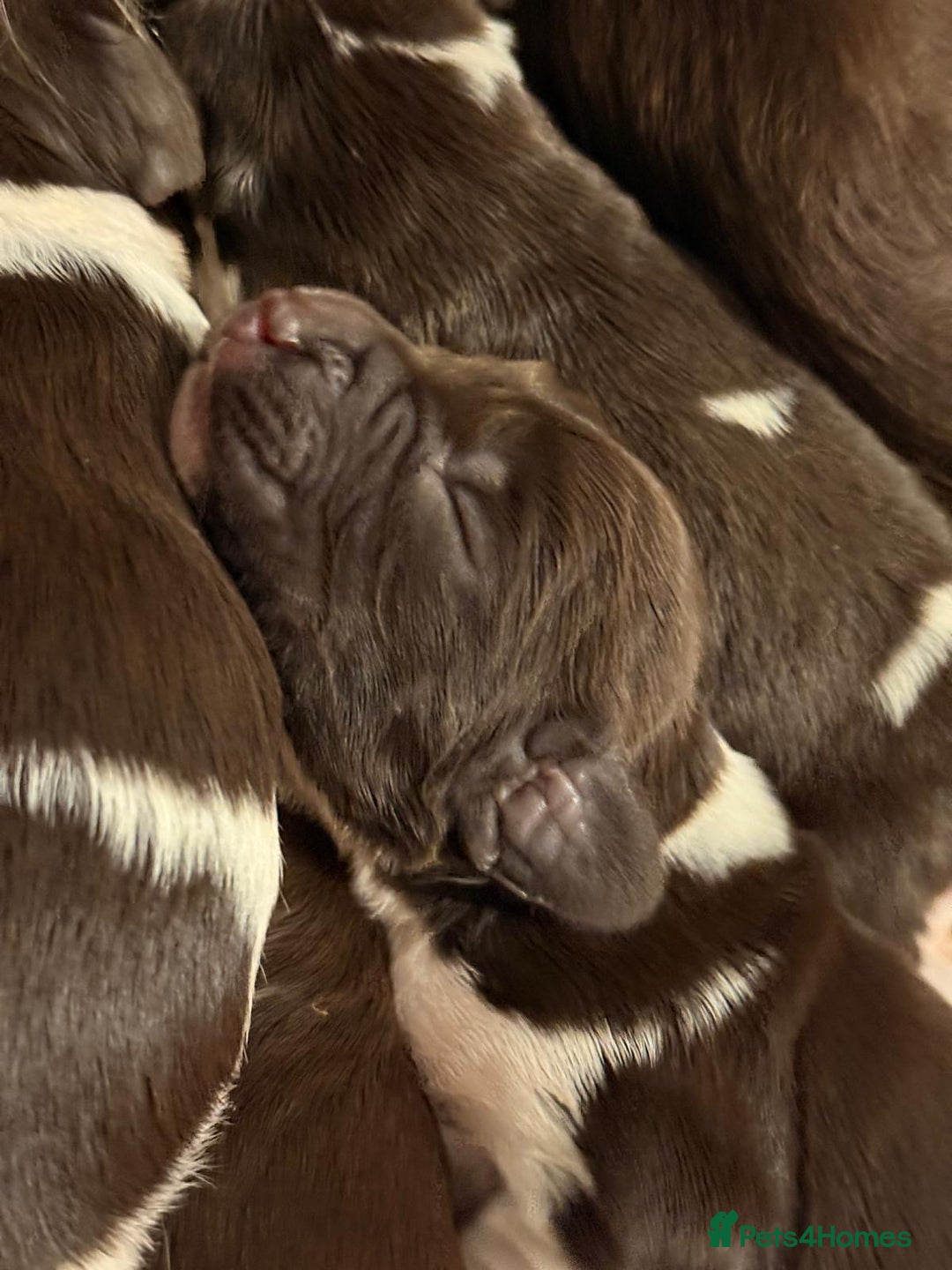 English Springer Spaniel dogs for sale: Traditional Kc Reg English Springer Spaniel Pups.. - Advert 5