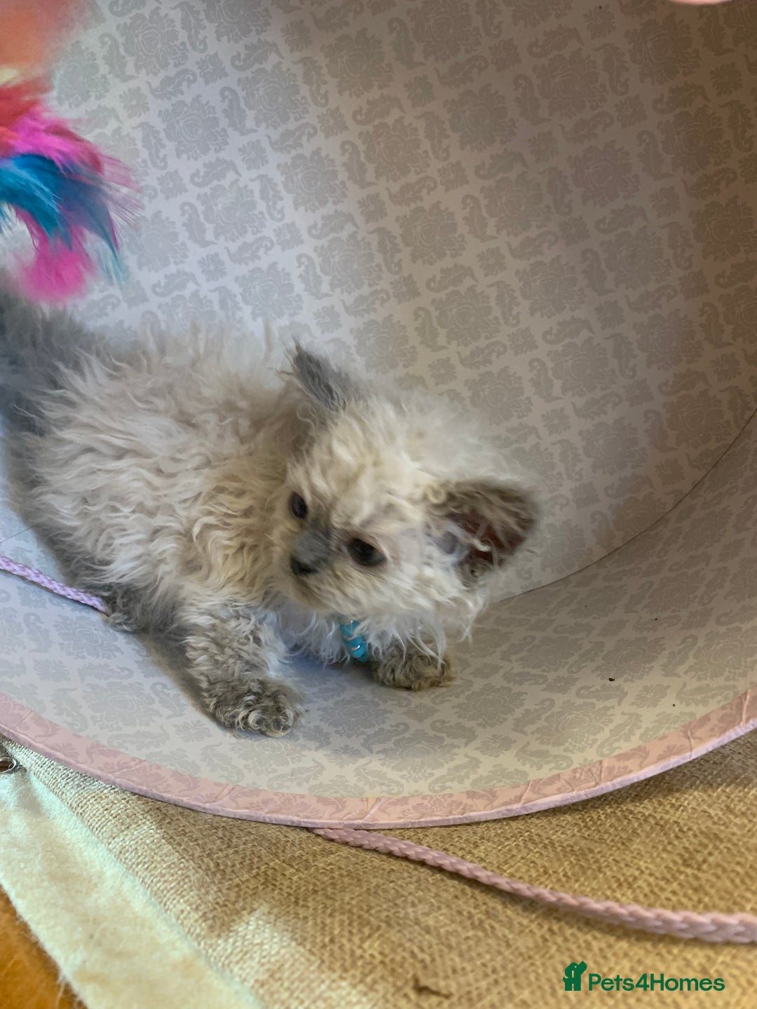 Selkirk Rex cats for sale: Selkirk rex kittens  - Image 20