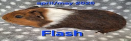 Guinea Pig rodents for sale: Adult guinea pigs  - Advert 3