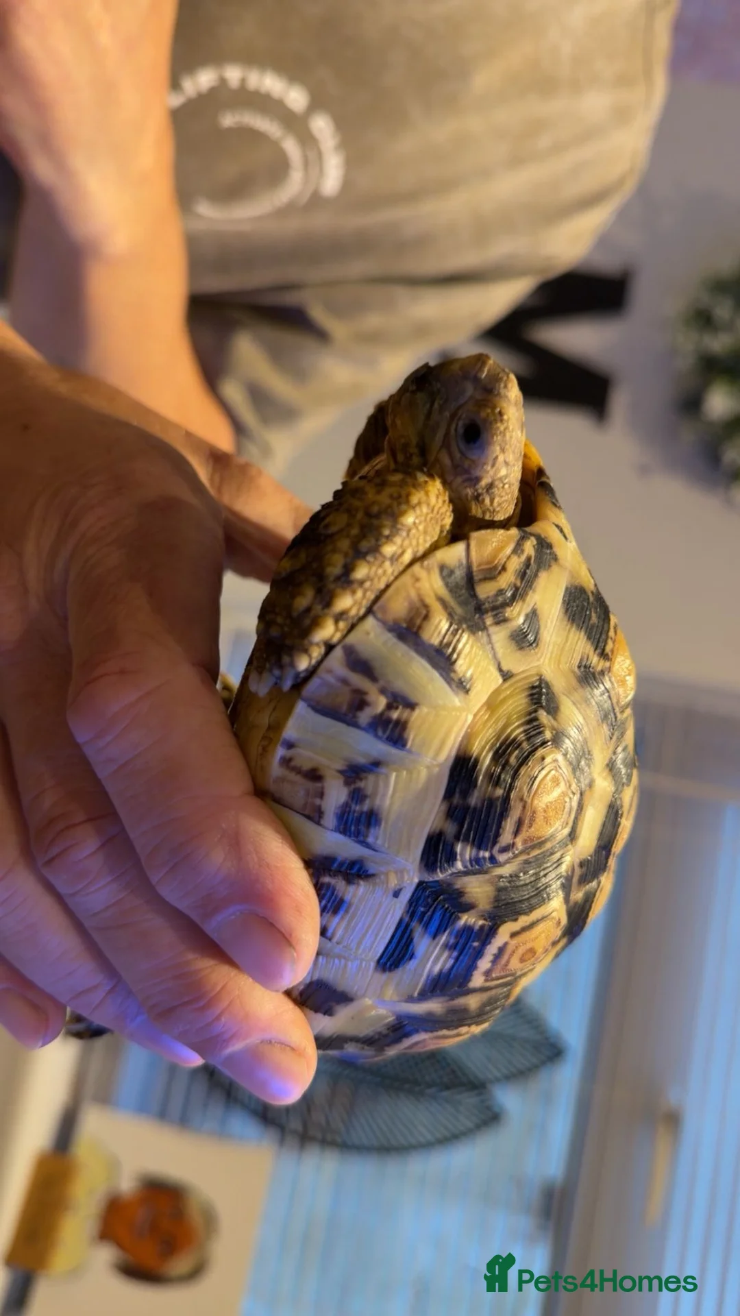 Tortoise reptiles for sale: Male and female leopard tortoises and home in Mablethorpe - Advert 2