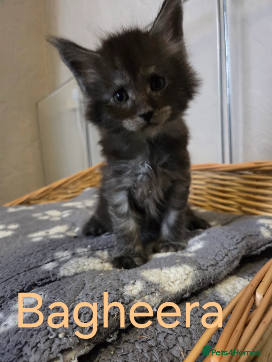 Maine Coon cats for sale: Mainecoons  - Advert 6