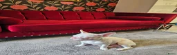 French Bulldog dogs for sale: French bulldogs Ready 8/06/26 - Advert 4