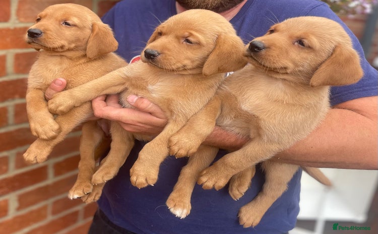Labrador Retriever dogs - Advert 15