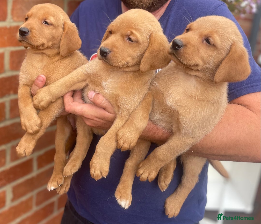 Labrador Retriever dogs for sale: Health Tested Working Labradors  - Image 1