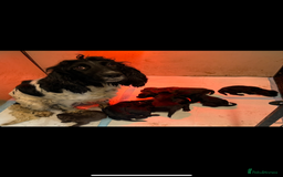 Sprocker dogs for sale: Sprocker spaniel puppy’s for sale  - Image 19