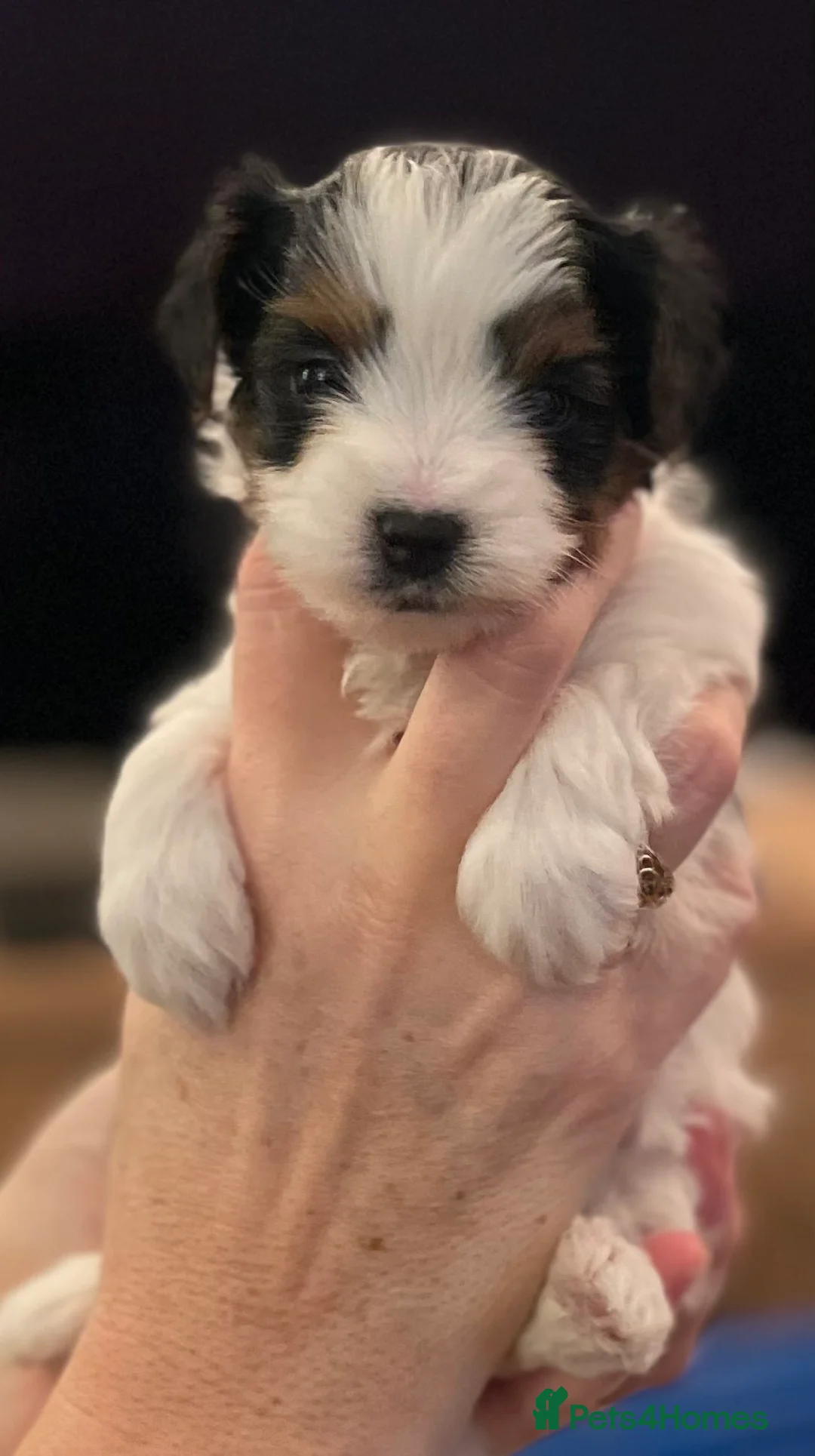 Biewer Terrier dogs for sale: Biewer Terrier puppies  - Advert 4