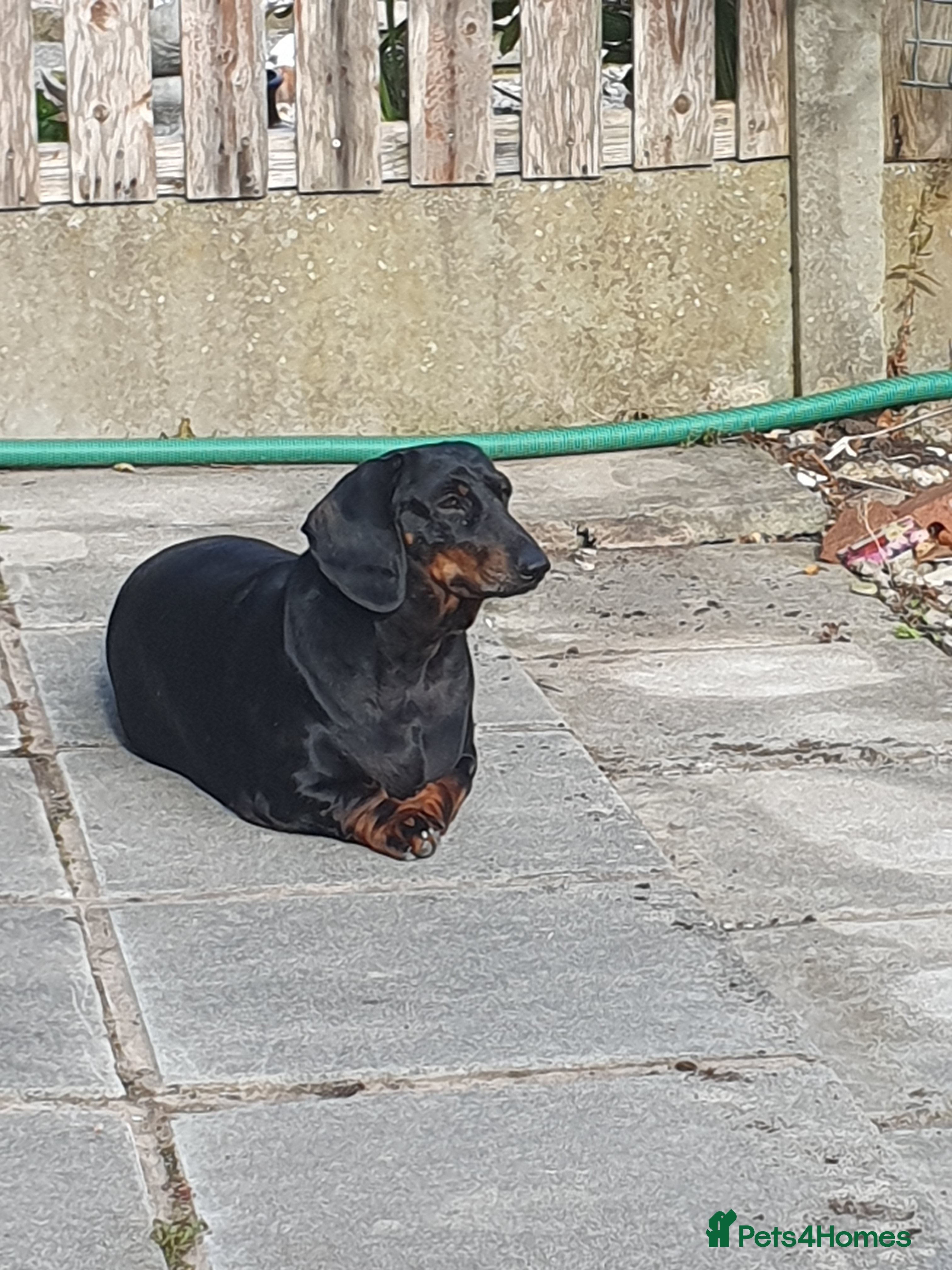 Dachshund dogs 🐾 Free to a Loving, Experienced Home - Advert 11
