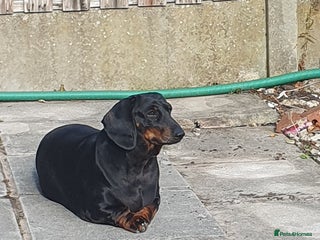 Dachshund dogs 🐾 Free to a Loving, Experienced Home - Advert 11